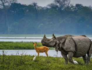 Kaziranga National Park