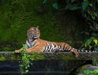Manas National Park