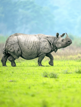 Assam