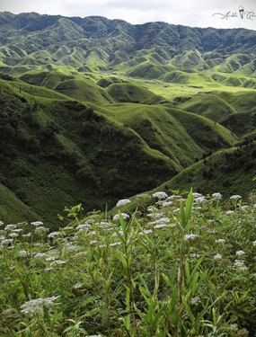 Nagaland